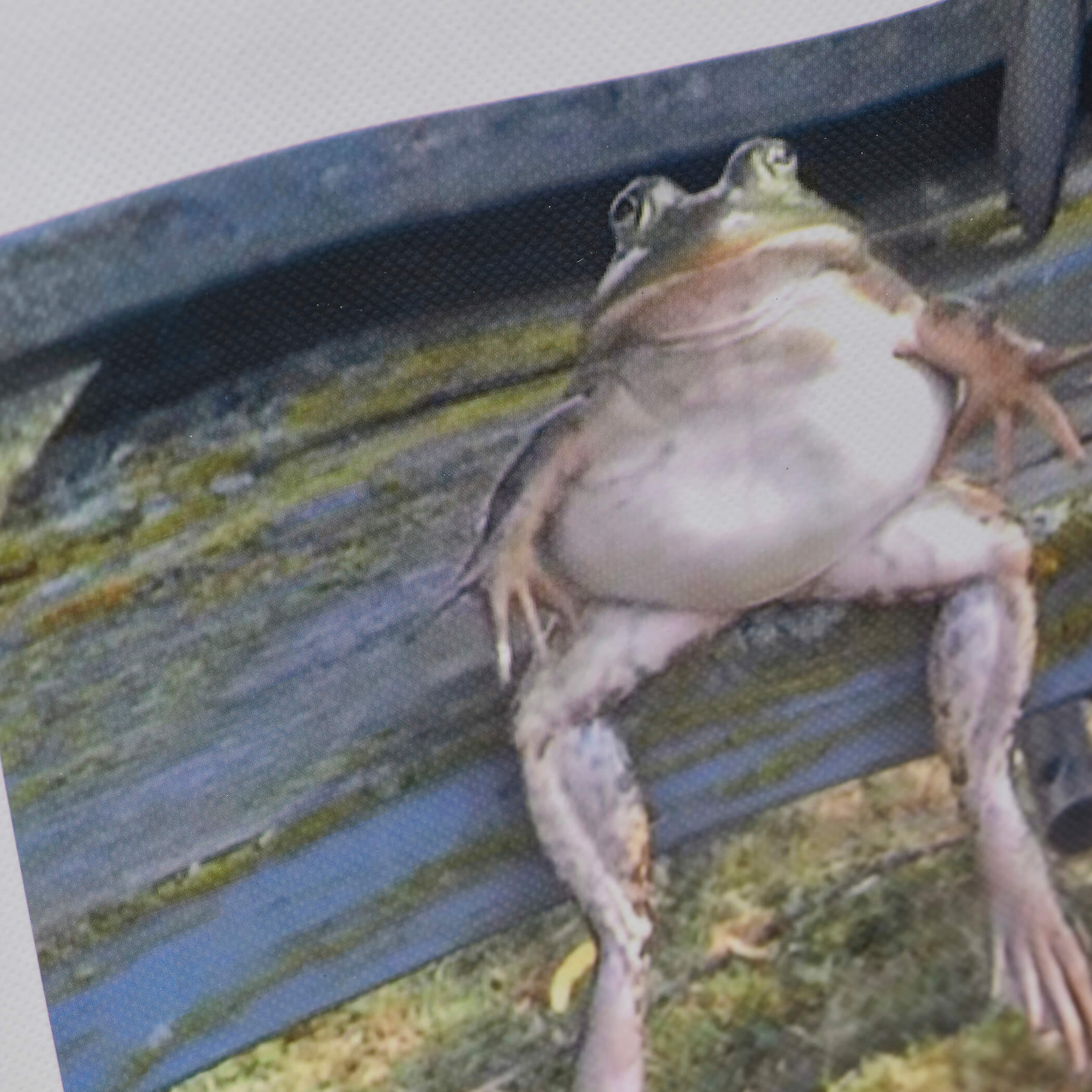 KOI Frog Tote Bag - Accessories - KOI Footwear - White - Front Detail